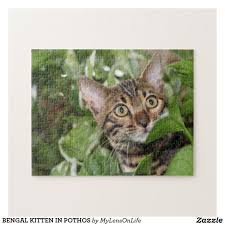 Bengal cats can be housed like any domesticated cat, meaning they can be allowed free range of the owner's house. Bengal Kitten In Pothos Jigsaw Puzzle Zazzle Com In 2020 Bengal Kitten Bengal Cat Price Bengal Cat Kitten