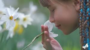 Paquete de Semillas para Flores Cortadas