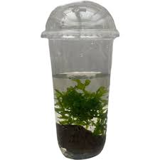 Image result for Lomariopsis