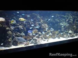 Saltwater Fowlr Aquarium 1 By Reefkeeping Co Uk Via Flickr Saltwater Aquarium Saltwater Tank Fish Tank