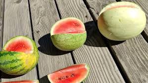 Image result for Citrullus lanatus