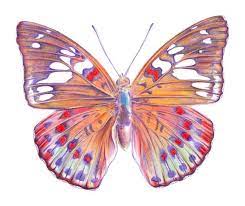 One of the misleading things that manipulate us on drawing a butterfly is its wing pattern. How To Draw A Butterfly With Color Pencils