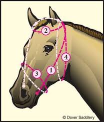 Bit And Bridle Clothing Size Chart How To Measure For A Bridle Horse Tack Horse Bridle Horse Care
