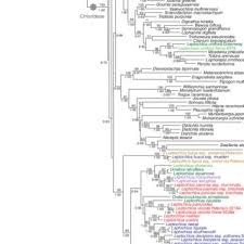 Image result for Leptochloa coerulescens