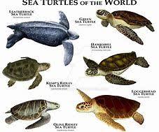 Image Result For 7 Species Of Sea Turtles Sea Turtle Turtle Loggerhead Sea Turtle
