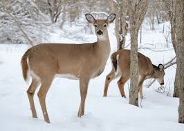 Mule Deer Vs White Tail Deer Differences Similarities