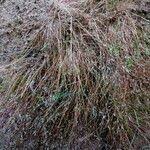 Image result for Leptochloa panicea