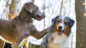 Maybe you would like to learn more about one of these? Tips On How To Make Two Dogs Become Friends