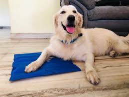 Stud service (mating) all kinds of dogs available. 3 Year Old Male Golden Retriever For Sale In Cochin Kerala