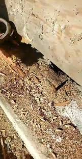 Protecting your home or business from pests fast. Aardvark Termite Control And Construction Home Facebook