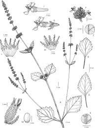 Image result for Cantinoa americana