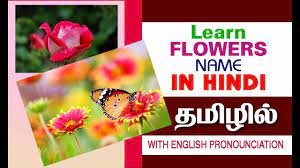 Flowers names in tamil and english with images.learn tamil flowers name,பூக்களின் பெயர்கள் தமிழ் மற்றும் ஆங்கிலம்,learn flowers name for kids, learn names. Flowers à®ª à®• à®•à®³ Learn Hindi Through Tamil English Fd 19 Learn Hindi Flowers Name In Hindi Flower Names