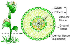 3 major Types of leaf tissues