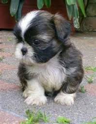 Black And White Maltese Chihuahua Mix Pin On For The Love Of Dog