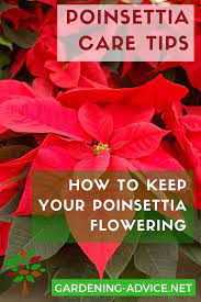 Poinsettia Care Tips For Growing Poinsettias Poinsettia Care Poinsettia Plant Christmas Plants