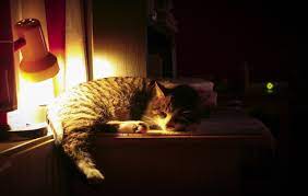 kediler gece nasil uyutulur kedi rehberi