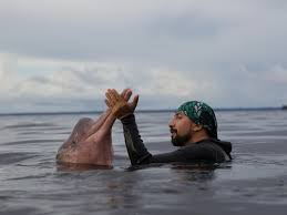Fighting the Pink River Dolphins extinction