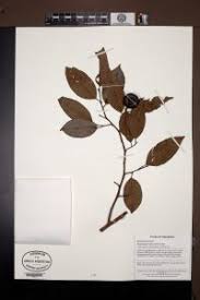 Image result for Shirakiopsis