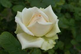 Fabulous Rita Ludwig S Roses Planting Roses Rose Growing Roses