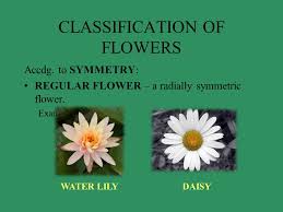 Flowers coming under this group the flowers in this group have characteristic radial symmetry. Flowers Ppt Video Online Download
