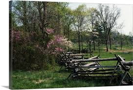 Maybe you would like to learn more about one of these? Flowering Trees In Bloom Along Fence Line Spring Great Smoky Mountains National Park Tennessee Wall Art Canvas Prints Framed Prints Wall Peels Great Big Canvas
