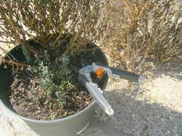 Check spelling or type a new query. How To Care For Mums In Spring Dengarden