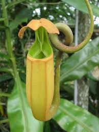 It is also famous as the king of pitcher plants. it's a trap containing up to 3 liters of water and two and a half liters of other digestive fluids. Inspiration For The Space Around You Hunker Carnivorous Plants Weird Plants Pitcher Plant