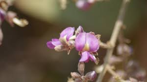 Image result for Philenoptera nelsii