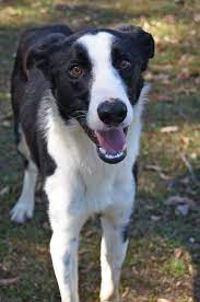 Sam Large Male Border Collie X Greyhound Mix In Nsw Petrescue Greyhound Mix Border Collie Mix Puppies Mixed Breed Dogs