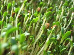 These sprouts often carry bacteria so it is important to wash them before you eat them. Homegrown Sprouts Learn To Grow Your Own Alfalfa Sprouts