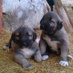 Mert Karabulut Adli Kullanicinin Kangal Yavrusu Satisi Ve Fiyatlari Panosundaki Pin Kangal Kopegi Kopek Yavru Kopek