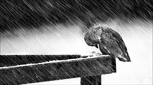 Entdecke rezepte, einrichtungsideen, stilinterpretationen und andere ideen zum ausprobieren. Hintergrundbilder 1920x1080 Px Dunkel Depression Liebe Stimmung Menschen Regen Traurig Trauer Winter 1920x1080 Wallbase 1765813 Hintergrundbilder Wallhere