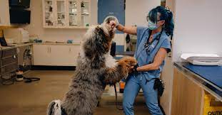 1,109 likes · 14 talking about this · 497 were here. Vets Go Upscale To Care For Pets And Their Owners The New York Times