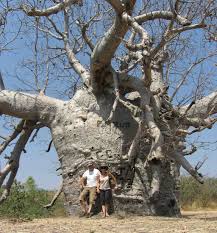 It is sometimes also used as medicine. 9 Fascinating Baobab Tree Facts Africa Geographic