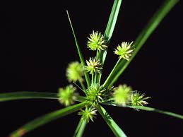 Image result for Cyperus costatus