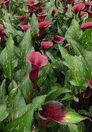Image result for Zantedeschia