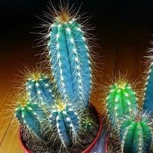 How fast a succulent or cactus grows will depend on the variety of the species, its growing conditions and, of course, what you consider fast or slow. Pilosocereus Azureus Blue Torch Cactus Smart Seeds Emporium
