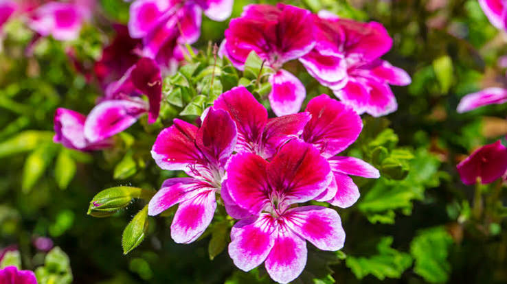 geraniums care