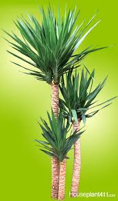 Bird Of Paradise Plant Leaves Curling And Turning Brown Yucca Plant In 2020 Yucca Plant Indoor Tree Plants Yucca Plant Care