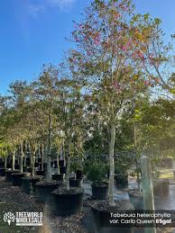 Image result for Tabebuia heterophylla