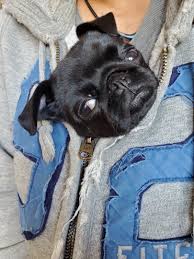 ミニパグ？ | パグのブログ