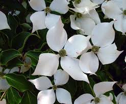 Image result for Cussonia zimmermannii