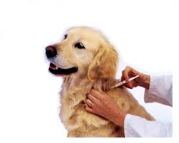 Ünlü ve amatör yazarlardan en güzel where can i get dog shots near me kitapları incelemek ve satın almak için tıklayın. Dog Vaccinations