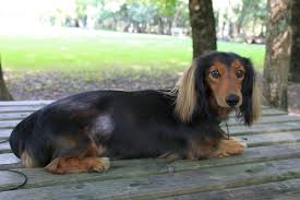 Photo Elevage Du Domaine De Luard Eleveur De Chiens Teckel Poil Long Eleveur De Chien Chien Teckel Teckel