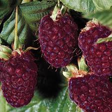 Image result for copyright free images of boysenberries