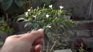 If you pick up one of these blooms, choose white (sweet and lovely) or pink (i will never forget you). Chandni Tree Information Blooming Plant Little Jasmine Plant October 2016 Urdu Hindi Youtube