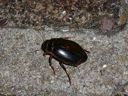 Kleine schwarze käfer ➤ in der wohnung und in der küche. Was Ist Das Fur Ein Kafer Ca 4 Cm Lang Und 2 Cm Breit Kam In Der Dunkelheit Geflogen Hab Noch Nie Einen So Grossen Flugfahigen Kafer Gesehen Gross