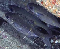 Image result for Kuloa michelsonii