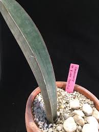 Image result for Sansevieria sinus-simiorum