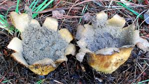 Image result for Scleroderma polyrhizon
